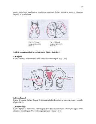 13

dentes posteriores localizam-se nos terços proximais da face oclusal e unem as cúspedes
linguais às vestibulares.




                    Fig. 1.5.7 Crista            Fig. 1.5.8 Crista
                    marginal (anterior).         marginal (posterior).
                    Dente 21                     Dente 36



1.6 Estruturas anatômicas exclusivas de Dentes Anteriores

1. Cíngulo
É uma saliência de esmalte no terço cervical da face lingual (fig. 1.6.1).




2. Fossa lingual
É uma depressão da face lingual delimitada pela borda incisal, cristas marginais e cíngulo
(figura 1.6.1).

3. Forame cego
É uma depressão puntiforme formada pela falta de coalescência do esmalte, na região entre
cíngulo e fossa lingual. Não está sempre presente (figura 1.6.1).
 