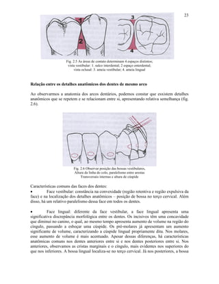 23




                     Fig. 2.5 As áreas de contato determinam 4 espaços distintos;
                      vista vestibular: 1. sulco interdental; 2 espaço enterdental;
                           vista oclusal: 3. ameia vestibular; 4. ameia lingual



Relação entre os detalhes anatômicos dos dentes de mesmo arco

Ao observarmos a anatomia dos arcos dentários, podemos constar que esxistem detalhes
anatômicos que se repetem e se relacionam entre si, apresentando relativa semelhança (fig.
2.6).




                          Fig. 2.6 Observar posição das bossas vestibulares,
                          Altura da linha do colo, paralelismo entre arestas
                               Transversais internas e altura de cúspide

Características comuns das faces dos dentes:
•         Face vestibular: constância na convexidade (região retentiva e região expulsiva da
face) e na localização dos detalhes anatômicos – posição de bossa no terço cervical. Além
disso, há um relativo paralelismo dessa face em todos os dentes.

•         Face lingual: diferente da face vestibular, a face lingual apresenta uma
significativa discrepância morfológica entre os dentes. Os incisivos têm uma concavidade
que diminui no canino, o qual, ao mesmo tempo apresenta aumento de volume na região do
cíngulo, passando a esboçar uma cúspide. Os pré-molares já apresentam um aumento
significante de volume, caracterizando a cúspide lingual propriamente dita. Nos molares,
esse aumento de volume é mais acentuado. Apesar dessas diferenças, há características
anatômicas comuns nos dentes anteriores entre si e nos dentes posteriores entre si. Nos
anteriores, observamos as cristas marginais e o cíngulo, mais evidentes nos superiores do
que nos inferiores. A bossa lingual localiza-se no terço cervical. Já nos posteriores, a bossa
 