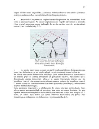 24

lingual encontra-se no terço médio. Além disse podemos observar uma relativa constância
na convexidade dessa face e um alinhamento na altura das cúspides.

•          Face oclusal: as pontas de cúspide vestibulares possuem um alinhamento, assim
como as cúspides linguais. As arestas longitudinais das cúspides apresentam-se alinhadas
(vista oclusal), com uma mesmo inclinação das arestas mesiais entre si e arestas distais
entre si (vista vestibular) (fig. 2.7).




                           Fig. 2.7 Inclinação das arestas longitudinais:
                          Arestas mesiais paralelas entre si (homólogas).
                          Arestas distais paralelas entre si (homólogas).
                                          Vista vestibular.

•         As arestas transversais possuem um perfil igual para todos os dentes posteriores,
numa vista do hemiarco em sua porção oclusal, ou seja possuem a mesma inclinação.
As arestas transversais denominadas homólogas (num mesmo hemiarco e pertencentes a
um mesmo grupo de dentes) apresentam um paralelismo relativo. Ressaltamos que a
denominação arestas transversais refere-se às arestas transversais internas que são
homólogas entre si, e às arestas transversais externas que também são homólogas entre si.
O mesmo ocorre nas vertentes internas dos dentes posteriores (homólogas) e nas vertentes
externas (também homólogas).
Outro parâmetro importante é o alinhamento do sulcos principais mésio-distais. Esses
sulcos seguem em continuidade de um dente para outro no mesmo hemiarco. No arco
superior apresentam uma posição mais centralizada conforme avança para a região do 2º
molar. Os sulcos mésio-distais dos dentes inferiores localizam-se em porção mais
lingualizada, e ainda assim, em alinhamento e continuidade (fig. 2.8).
 