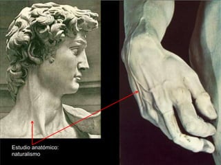 Estudio anatómico:
naturalismo
 