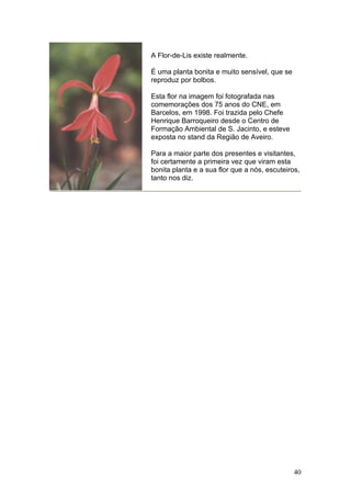 A Flor-de-Lis existe realmente.

É uma planta bonita e muito sensível, que se
reproduz por bolbos.

Esta flor na imagem foi fotografada nas
comemorações dos 75 anos do CNE, em
Barcelos, em 1998. Foi trazida pelo Chefe
Henrique Barroqueiro desde o Centro de
Formação Ambiental de S. Jacinto, e esteve
exposta no stand da Região de Aveiro.

Para a maior parte dos presentes e visitantes,
foi certamente a primeira vez que viram esta
bonita planta e a sua flor que a nós, escuteiros,
tanto nos diz.




                                               40
 