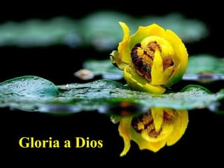 Gloria a Dios
 