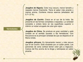 Variedades
Jengibre de Nigeria. Color muy oscuro, menor tamaño y
raspado menos finamente. Tiene el sabor más picante y
menos aroma. Contiene menos esencia (alrededor del
0,7-1,0 %).
Jengibre de Cochín. Crece en el sur de la India. Se
presenta en las formas completas o raspadas. La variedad
completa o entera tiene en las superficies superior e
inferior un súber arrugado de color gris rojizo.
Jengibre de China. Se produce en gran cantidad y está
cortado en el sentido opuesto a las hendiduras. Con
frecuencia es la principal variedad de que se dispone en el
Reino Unido.
Jengibre africano. Es típicamente menor y más oscuro
que el de Cochín. Está revestido por un súber pardo. Las
porciones de zona cortical tienen color gris a negruzco.
Carece del fino aroma de la droga y sobrepasa en sabor
picante.
 