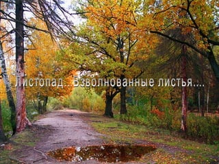 Листопад...Взволнованные листья.... 