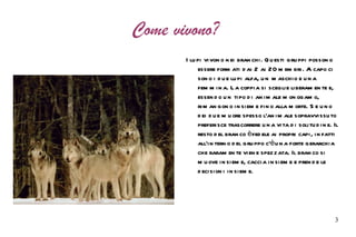 I suoi habitat preferiti sono le aree forestali planiziali, foreste montane e radure. Le loro aree di caccia si estendono fino a 100 Km di lunghezza.  