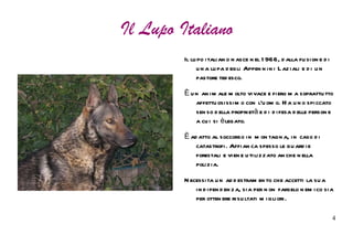 Il lupo è un animale carnivoro e vive di carne. Le tecniche di caccia vanno dall'attacco a sorpresa alle cacce a lungo termine.  