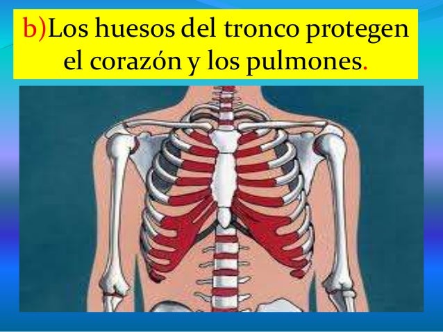 EL esqueleto 2º