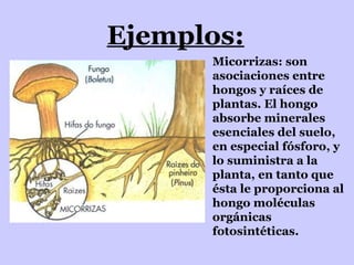 Ejemplos: Micorrizas: son asociaciones entre hongos y raíces de plantas. El hongo absorbe minerales esenciales del suelo, en especial fósforo, y lo suministra a la planta, en tanto que ésta le proporciona al hongo moléculas orgánicas fotosintéticas. 
