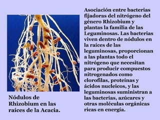 Asociación entre bacterias fijadoras del nitrógeno del género Rhizobium y plantas la familia de las Leguminosas. Las bacterias viven dentro de nódulos en la raíces de las leguminosas, proporcionan a las plantas todo el nitrógeno que necesitan para producir compuestos nitrogenados como clorofilas, proteínas y ácidos nucleicos, y las leguminosas suministran a las bacterias, azúcares y otras moléculas orgánicas ricas en energía. Nódulos de Rhizobium en las raíces de la Acacia.  