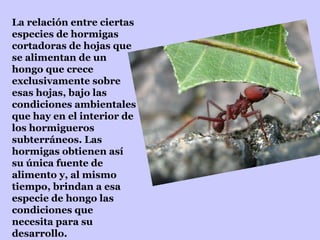 La relación entre ciertas especies de hormigas cortadoras de hojas que se alimentan de un hongo que crece exclusivamente sobre esas hojas, bajo las condiciones ambientales que hay en el interior de los hormigueros subterráneos. Las hormigas obtienen así su única fuente de alimento y, al mismo tiempo, brindan a esa especie de hongo las condiciones que necesita para su desarrollo. 
