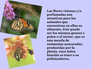 Las flores vistosas y/o perfumadas son atractivas para los animales que encuentran en ellas su alimento. Este puede ser los mismos granos e polen o el néctar, que es una mezcla de sustancias azucaradas, producidas por la planta, cuya única función es traer a os polinizadores. 