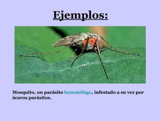 Ejemplos: Mosquito, un parásito  hematófago , infestado a su vez por ácaros parásitos.   
