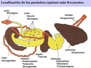 Localización de los parásitos equinos más frecuentes. 