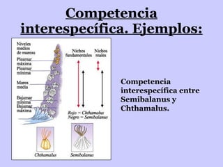 Competencia interespecífica. Ejemplos: Competencia interespecífica entre Semibalanus y Chthamalus.  