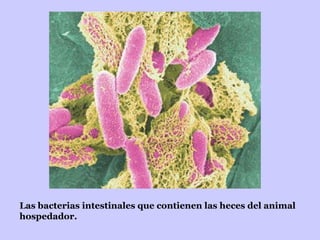 Las bacterias intestinales que contienen las heces del animal hospedador.   