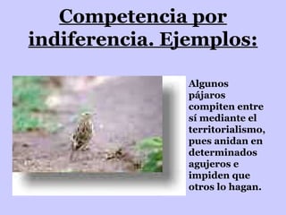 Algunos pájaros compiten entre sí mediante el territorialismo, pues anidan en determinados agujeros e impiden que otros lo hagan.  Competencia por indiferencia. Ejemplos: 