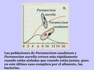 Las poblaciones de  Paramecium caudatum  y  Parameciun aurelia  crecen más rápidamente cuando están aisladas que cuando están juntas, pues en este último caso compiten por el alimento, las bacterias.  