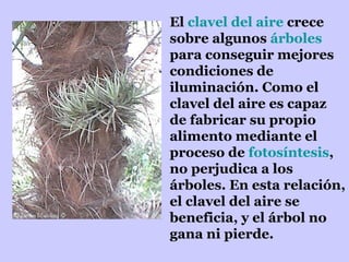 El  clavel del aire  crece sobre algunos  árboles  para conseguir mejores condiciones de iluminación. Como el clavel del aire es capaz de fabricar su propio alimento mediante el proceso de  fotosíntesis , no perjudica a los árboles. En esta relación, el clavel del aire se beneficia, y el árbol no gana ni pierde.  