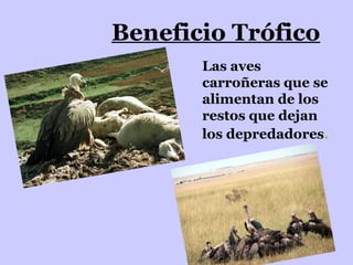Beneficio Trófico Las aves carroñeras que se alimentan de los restos que dejan los depredadores .   