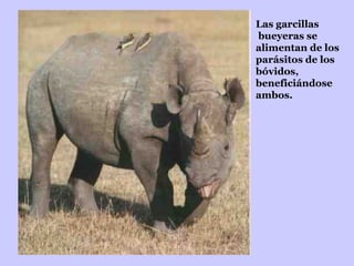 Las garcillas  bueyeras se alimentan de los parásitos de los bóvidos, beneficiándose ambos.   