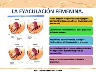 LA EYACULACIÓN FEMENINA.
Fluido expelido = líquido alcalino segregado
por las glándulas parauretrales (Investigaciones
ava...