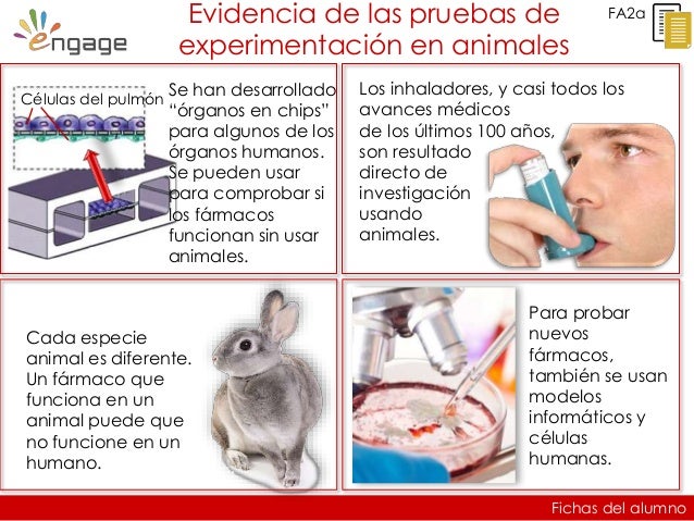 Es experimentacion animales_leccion1