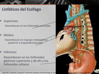 Linfáticos del Esófago

 Superiores
    Desembocan en los linfonodos cervicales


 Medios
    Desembocan en el grupo mediastínico
      posterior y traqueobronquiales


 Inferiores
   Desembocan en los linfonodos
   gástricos superiores y de ahí a los
   linfonodos celiacos

 Goyal RK, Prasad M, Chang HY. Functional anatomy and physiology of swallowing and esophagel motility. In the esophagus. 2004
 