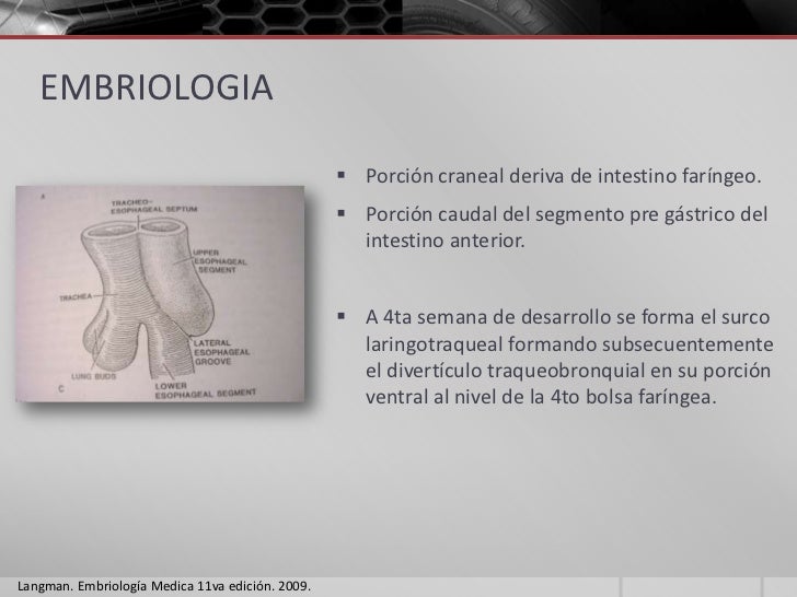 Embriologia Medica Langman 9 Edicion Pdf Embriologia Medica Langman 9 Edicion Pdf