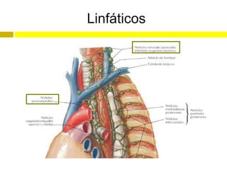 Linfáticos
 