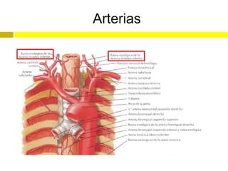 Arterias
 