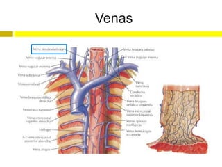 Venas
 
