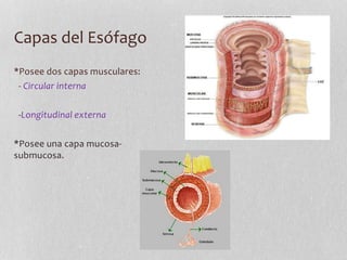 Capas del Esófago
*Posee dos capas musculares:
- Circular interna
-Longitudinal externa
*Posee una capa mucosa-
submucosa.
 