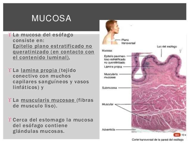 HISTOLOGÍA DEL ESÓFAGO
