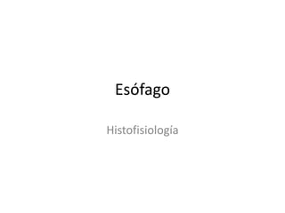 Esófago 
Histofisiología 
 