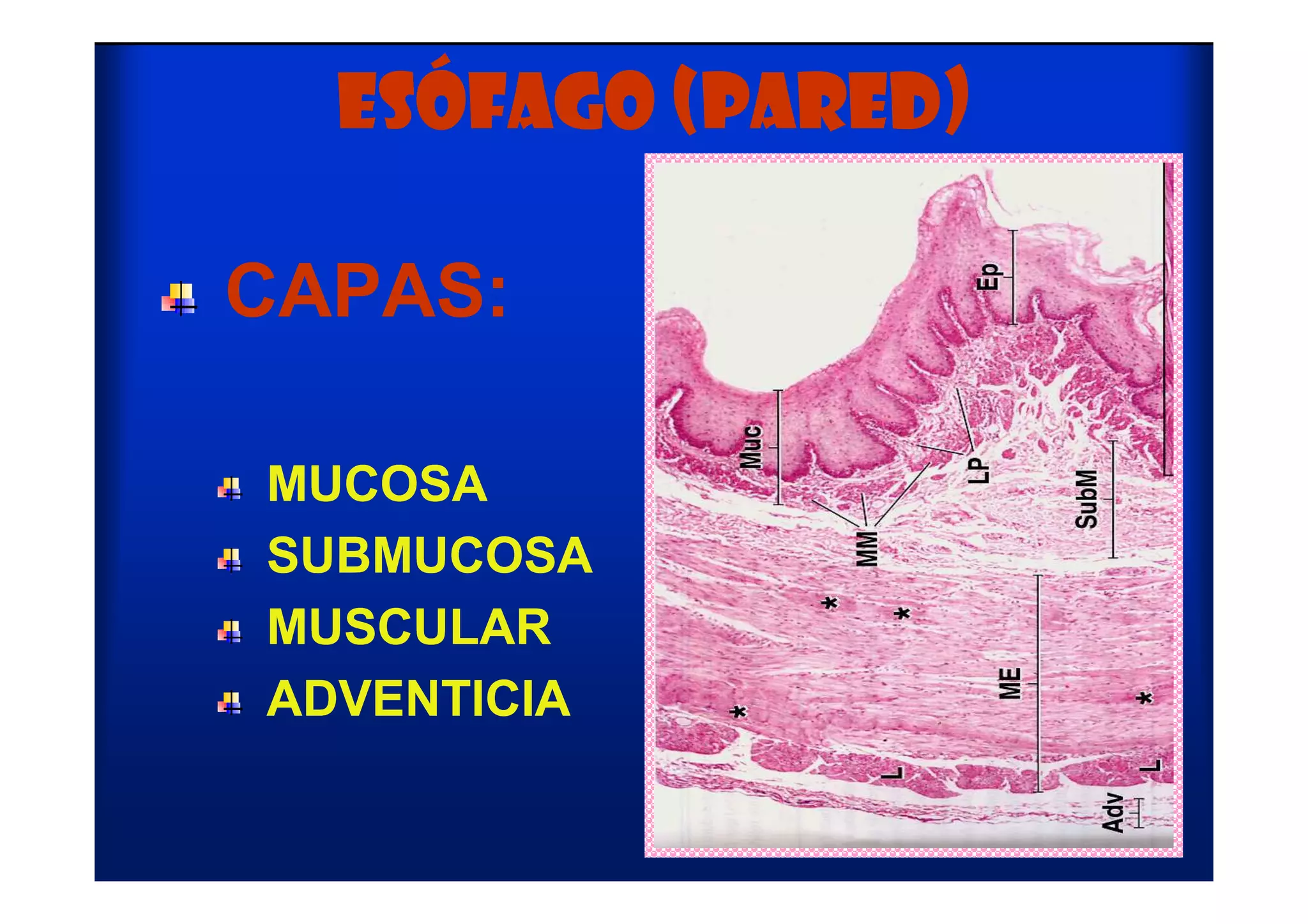 Lamina De Esofago Rotulada Como Adventicia Esofago Wikizionario