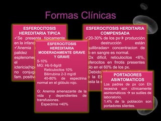 Formas Clínicas
ESFEROCITOSIS
ESFEROCITOSIS HERDITARIA
HEREDITARIA TIPICA
COMPENSADA
Se presenta típicamente
20-30% de los px producción
en la infancia.
y
destrucción
están
ESFEROCITOSIS
Anemia (50%)fatiga y
equilibradas= concentracion de
HEREDITARIA
MODERADAMENTE GRAVEHb en sangre es normal.
palidez
leve,
Y GRAVE
esplenomegalia(palpable en
Dx dificil, reticulocitos <6%,
5-10% 75-95%),
el
esferocitos en frrotis presentes
MG: Hb 6-8g/dl
ictericia(hiperbilirrubinemia
solo en el 60% de los px.
Reticulocitos 10%
no conjugada) Bilirrubina 2-3 mg/dl
o historia
Debido al curso asintomatico
PORTADORES
fam. positiva.
de la EH muchos px son dx
40-80% de espectrina
ASINTOMATICOS
hasta la edad adulta.
normal en el glóbulo rojo.
G: Anemia amenazante de la
vida y dependientes de
transfusiones.
Espectrina <40%

Los padres de px con Eh
recesiva son clínicamente
asintomáticos  sx sutiles de
laboratorio.
1.4% de la población son
portadores silentes.

 
