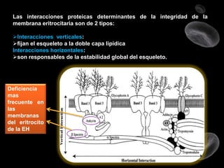 Las interacciones proteicas determinantes de la integridad de la
membrana eritrocitaria son de 2 tipos:
Interacciones verticales:
fijan el esqueleto a la doble capa lipídica
Interacciones horizontales:
son responsables de la estabilidad global del esqueleto.

Deficiencia
mas
frecuente en
las
membranas
del eritrocito
de la EH

 