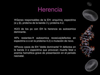 Herencia
Genes responsables de la EH: anquirina, espectrina
(α y β), proteína de la banda 3 y proteína 4.2.

2/3 de los px con EH la herencia es autosomica
dominante.
Px restantes autosomica recesiva(defectos en
espectrina α o en la proteína 4.2) o mutación de novo.

Pocos casos de EH ”doble dominante” defectos en
la banda 3 o espectrina que provocan muerte fetal o
anemia hemolítica grave de presentación en el periodo
neonatal.

 