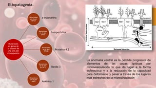 La anomalía central es la pérdida progresiva de
elementos de las capas lipídicas por
microvesiculación lo que da lugar a la forma
esferocítica y a la reducción de la capacidad
para deformarse y pasar a través de los lugares
más estrechos de la microcirculación
Etiopatogenia:
Mutaciones
en el gen
SPTA1
Mutaciones
en el gen
SPTB
Mutaciones
en el gen
EPB42
Mutaciones
en el gen
SLC4A 1
Mutaciones
en el gen
ANK1
Mutaciones
en genes de
la síntesis de
una prot.del
citoesqueleto
a-espectrina
b-espectrina
Proteina 4.2
Banda 3
Ankirina 1
 