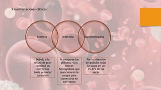 3 manifestaciones clínicas:
Anemia Ictericia Esplenomegalia
Debido a la
rotura de gran
cantidad de
eritrocitos
Suele provocar
cansancio
Al romperse los
glóbulos rojos
liberan
hemoglobina que
reacciona en la
sangre para
convertirse en
bilirrubina
Por la retención
de glóbulos rojos
Se palpa en un
75-82% de las
veces
 
