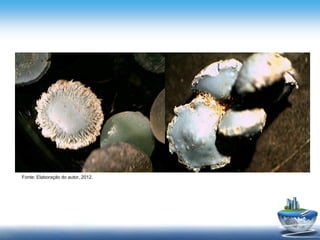 Fonte: Elaboração do autor, 2012.
 