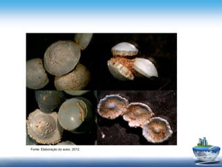 Fonte: Elaboração do autor, 2012.
 