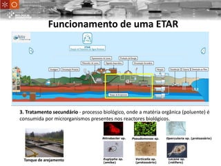 3. Tratamento secundário - processo biológico, onde a matéria orgânica (poluente) é
consumida por microrganismos presentes nos reactores biológicos.
Vorticella sp.
(protozoário)
Euglypha sp.
(amiba)
Lecane sp.
(rotífero)
Pseudomonas sp.Nitrobacter sp. Opercularia sp. (protozoário)
Tanque de arejamento
UniversityofMinho
School ofEngineering
Funcionamento de uma ETAR
 