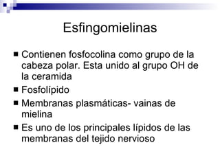 Esfingomielinas Contienen fosfocolina como grupo de la cabeza polar. Esta unido al grupo OH de la ceramida Fosfolípido Membranas plasmáticas- vainas de mielina Es uno de los principales lípidos de las membranas del tejido nervioso 