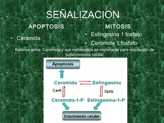 SEÑALIZACION
        APOPTOSIS                            MITOSIS
                                     • Esfingosina 1 fosfato
• Ceramida
                                     • Ceramida 1 fosfato
 Balance entre Ceramida y sus metabolitos es importante para regulación de
                          supervivencia celular
 