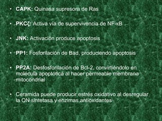 • CAPK: Quinasa supresora de Ras

• PKCζ: Activa vía de supervivencia de NF-кB

• JNK: Activación produce apoptosis

• PP1: Fosforilación de Bad, produciendo apoptosis

• PP2A: Desfosforilación de Bcl-2, convirtiéndolo en
  molécula apoptótica al hacer permeable membrana
  mitocondrial

• Ceramida puede producir estrés oxidativo al desregular
  la ON sintetasa y enzimas antioxidantes
 