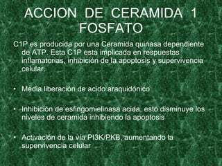 ACCION DE CERAMIDA 1
         FOSFATO
C1P es producida por una Ceramida quinasa dependiente
  de ATP. Esta C1P esta implicada en respuestas
  inflamatorias, inhibición de la apoptosis y supervivencia
  celular.

• Media liberación de acido araquidónico

• Inhibición de esfingomielinasa acida, esto disminuye los
  niveles de ceramida inhibiendo la apoptosis

• Activación de la vía PI3K/PKB, aumentando la
  supervivencia celular
 