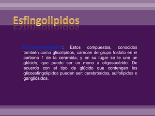 Glicoesfingolípidos: Estos compuestos, conocidos
también como glicolípidos, carecen de grupo fosfato en el
carbono 1 de la ceramida, y en su lugar se le une un
glúcido, que puede ser un mono u oligosacárido. De
acuerdo con el tipo de glúcido que contengan los
glicoesfingolipidos pueden ser: cerebrósidos, sulfolípidos o
gangliósidos.
 