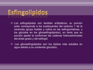  Los esfingolípidos son también anfipáticos; su porción
polar corresponde a los sustituyentes del carbono 1 de la
ceramida (grupo fosfato y colina en las esfingomielinas, y
los glúcidos en los glicoesfingolipidos), en tanto que su
porción apolar la conforman las cadenas hidrocarbonadas
del ácido graso y del esfingol.
 Las glicoesfingolípidos son los lípidos más solubles en
agua debido a su contenido glucídico.
 