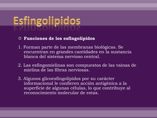  Funciones de los esfingolípidos
1. Forman parte de las membranas biológicas. Se
encuentran en grandes cantidades en la sustancia
blanca del sistema nervioso central.
2. Las esfingomielinas son compuestos de las vainas de
mielina de las fibras nerviosas.
3. Algunos glicoesfingolípidos por su carácter
informacional le confieren acción antigénica a la
superficie de algunas células, lo que contribuye al
reconocimiento molecular de estas.
 